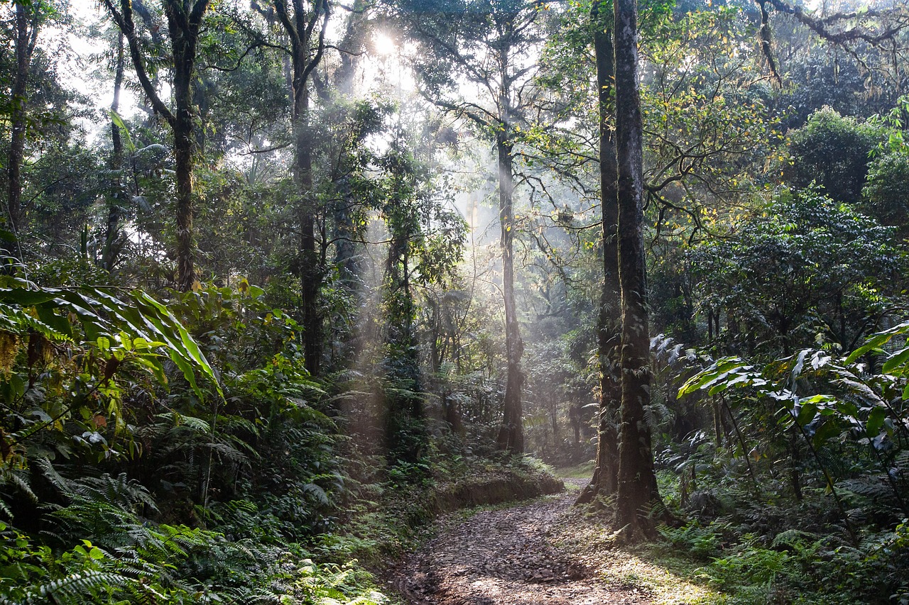 雨林, 道, 朝の霧, 朝日, サラク山国立公園, ジャワ島, インドネシア